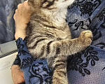 Кошки в Казани: Котята Разнополые, Бесплатно - фото 3