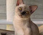 Кошки в Москве: Бурманский котенок Мальчик, Бесплатно - фото 4