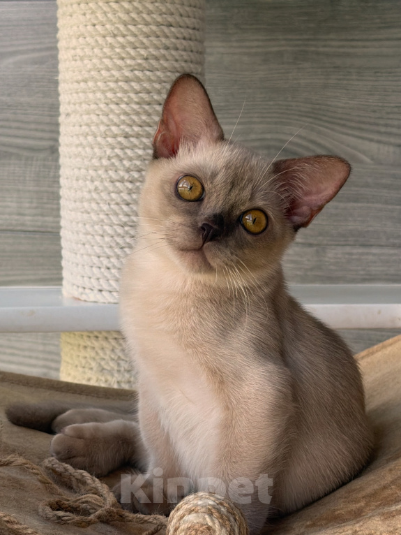 Кошки в Москве: Бурманский котенок Мальчик, Бесплатно - фото 4