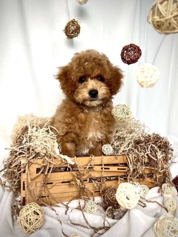 Собаки в Москве: Мальтипу щенки Мальчик, 100 000 руб. - фото 3