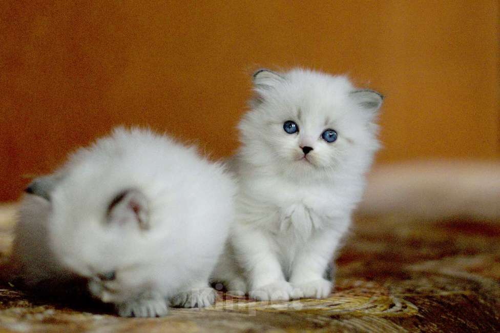 Кошки в Санкт-Петербурге: невская маскарадная девочка Девочка, 60 000 руб. - фото 1