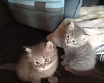 Кошки в Санкт-Петербурге: Котята австралийской дымчатой породы, мальчики, 2 месяца, приучены к лотку Мальчик, 5 000 руб. - фото 1