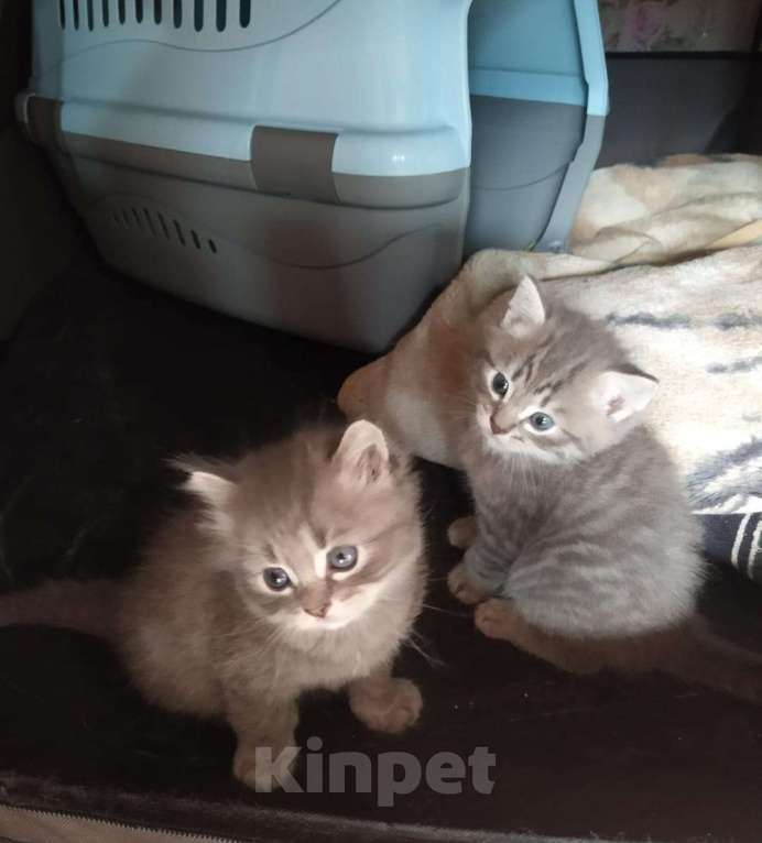 Кошки в Санкт-Петербурге: Котята австралийской дымчатой породы, мальчики, 2 месяца, приучены к лотку Мальчик, 5 000 руб. - фото 1