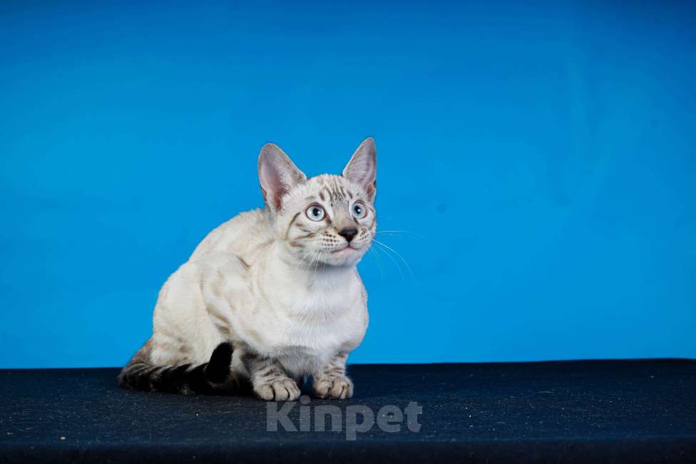 Кошки в Москве: Бенгальский котенок  Мальчик, 50 000 руб. - фото 3