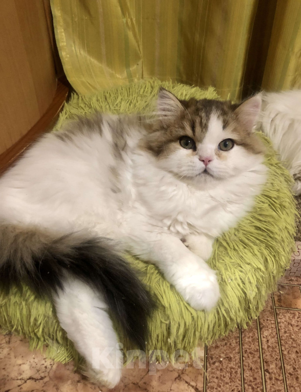 Кошки в Новосибирске: Пушистый котик Мальчик, 15 000 руб. - фото 3