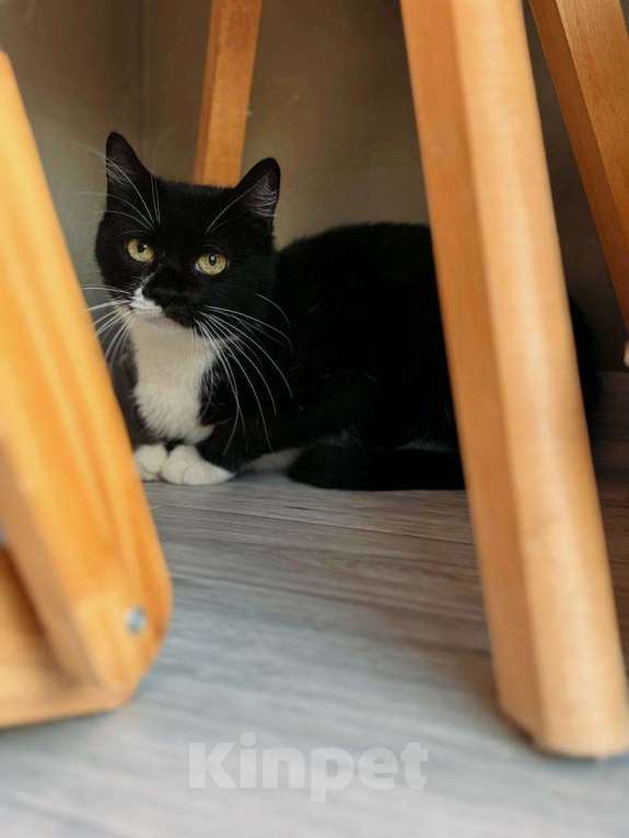 Кошки в Балашихе: Миранда Девочка, Бесплатно - фото 4