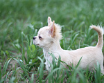 Собаки в Красном Севшем: Малыш Чихуахуа Мальчик, 35 000 руб. - фото 1