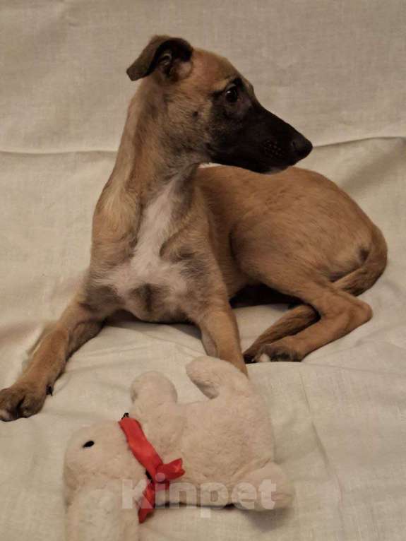 Собаки в Москве: Щенки метисы уиппета Мальчик, 5 руб. - фото 5