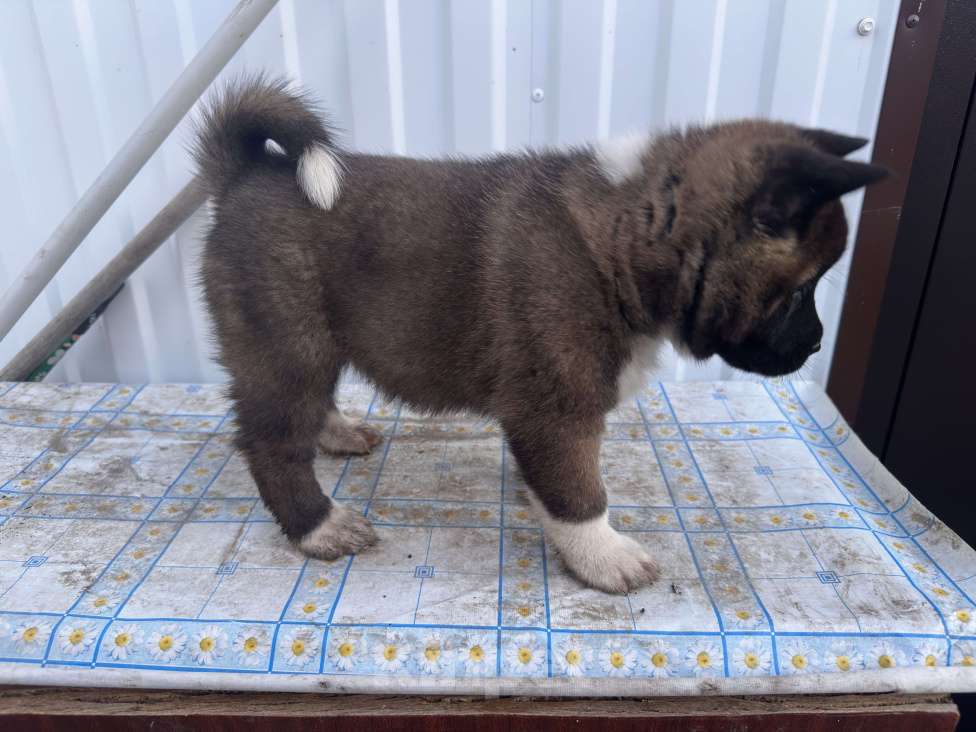 Собаки в Мелеузе: Щенок Американской Акиты Девочка, 15 000 руб. - фото 4