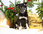 Собаки в Москве: Гаспар - симпатяга и миляга Мальчик, Бесплатно - фото 3