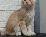 Кошки в Сертолово: продам котят, 25 000 руб. - фото 3
