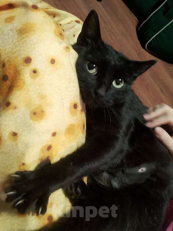 Кошки в других городах Калужской области: Чёрная ласковая Маковка Девочка, Бесплатно - фото 8