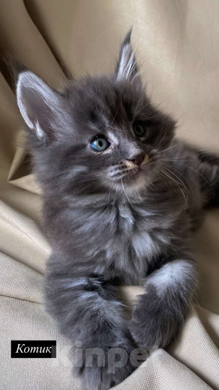 Кошки в Москве: Котята Мейн-Кун Мальчик, 100 000 руб. - фото 4