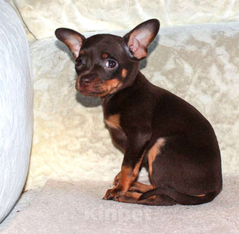 Собаки в Волгограде: Девочка горький шоколад Девочка, 17 000 руб. - фото 5