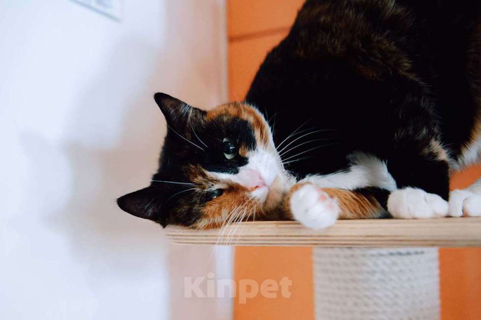 Кошки в других городах Московской области: Подарите Джули счастье Девочка, Бесплатно - фото 6