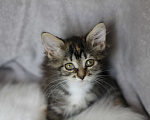 Кошки в Голицыно: Котята в поиске дома Девочка, Бесплатно - фото 3