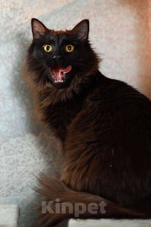 Кошки в Ивантеевке: Кошечка в добрые руки Девочка, Бесплатно - фото 5