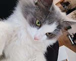Кошки в других городах Московской области: Милая кошечка Девочка, Бесплатно - фото 3
