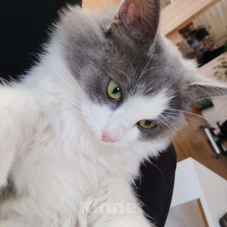 Кошки в других городах Московской области: Милая кошечка Девочка, Бесплатно - фото 3