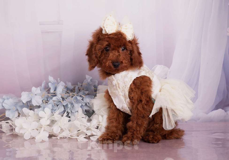 Собаки в Перми: Солнышки Разнополые, Бесплатно - фото 1