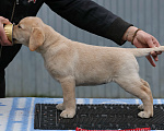 Собаки в Калуге: Палевая девочка лабрадора высокого качества из питомника РКФ/FCI Девочка, Бесплатно - фото 2