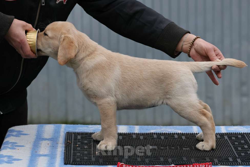 Собаки в Калуге: Палевая девочка лабрадора высокого качества из питомника РКФ/FCI Девочка, Бесплатно - фото 2