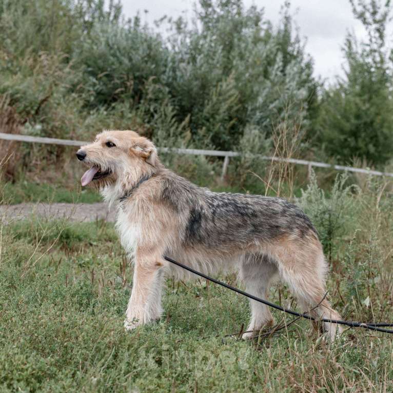 Собаки в Москве: Руби Девочка, Бесплатно - фото 3
