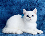 Кошки в Пушкино: Британский синеглазый котик! Шиншилла пойнт.  Мальчик, 15 000 руб. - фото 6