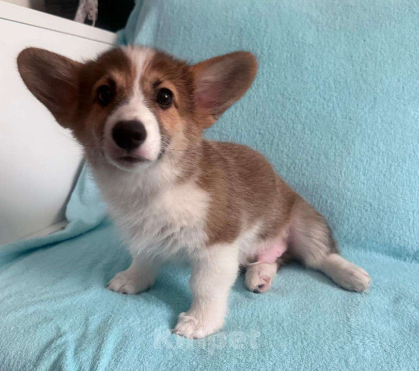 Собаки в Батайске: Вельш корги пемброк  Мальчик, 40 000 руб. - фото 2