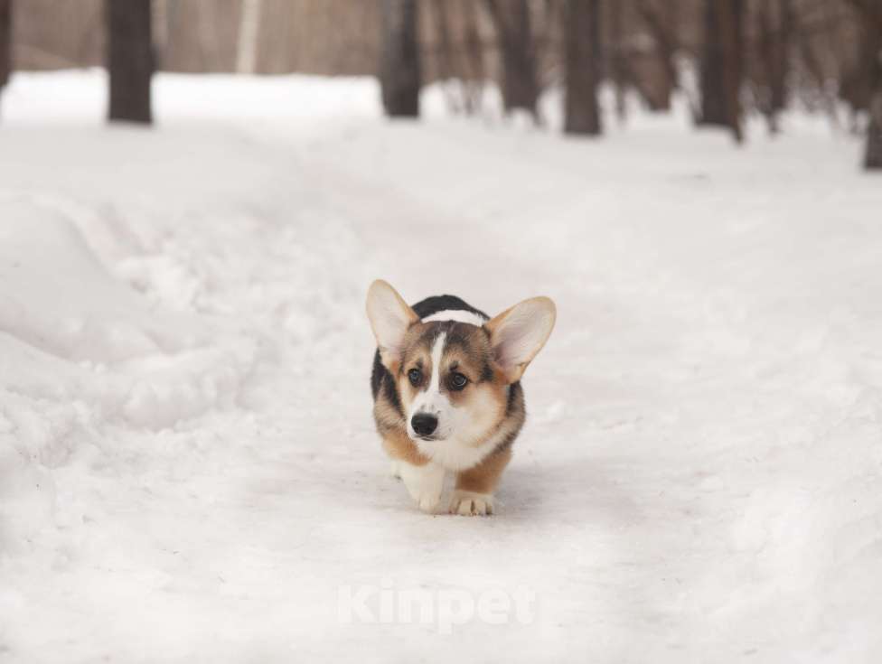 Собаки в Новосибирске: Продажа корги пемброк Мальчик, 70 руб. - фото 7