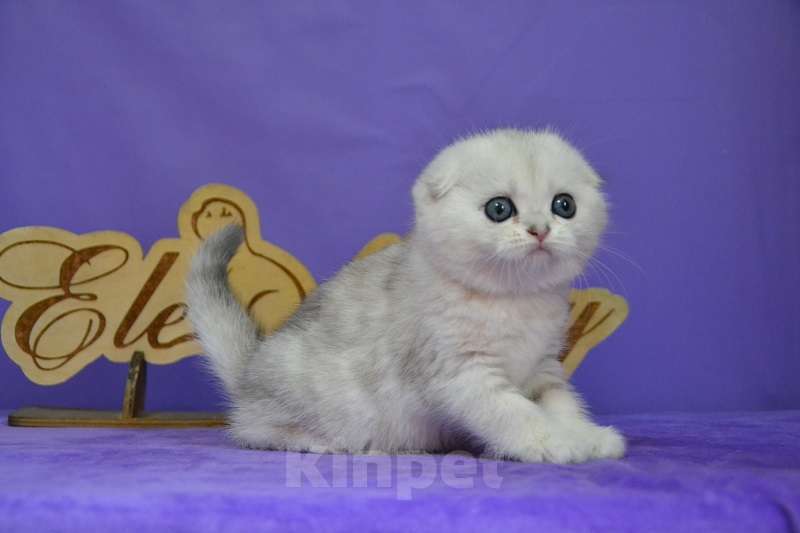 Кошки в Москве: Скоттиш фолд кошечка Девочка, 65 000 руб. - фото 1