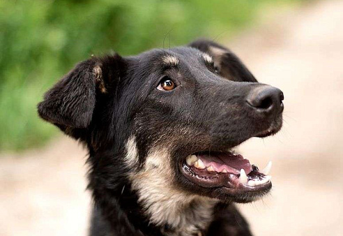 Щенок в добрые руки