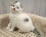 Кошки в Ярославле: Шотландский вислоухий короткошерстный мальчик Мальчик, 30 000 руб. - фото 2