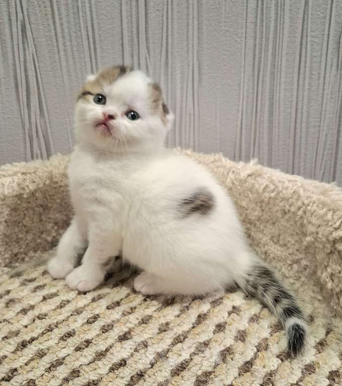 Кошки в Ярославле: Шотландский вислоухий короткошерстный мальчик Мальчик, 30 000 руб. - фото 2