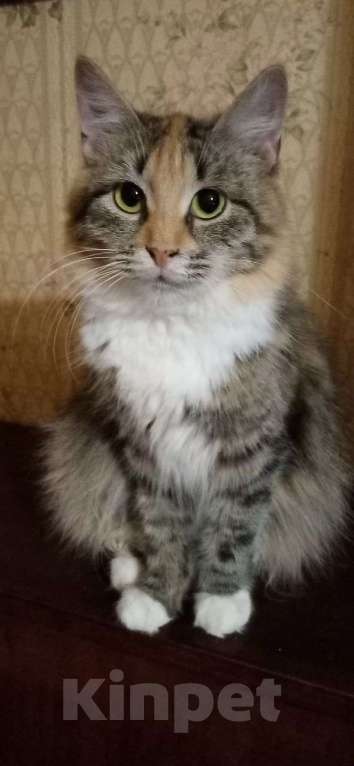 Кошки в Москве: котенок Лиса ищет дом Девочка, Бесплатно - фото 4