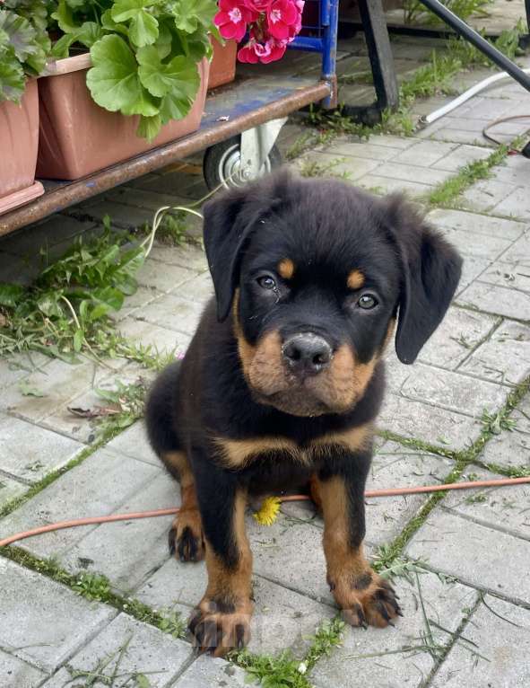 Собаки в других городах Ленинградской области: Щенок ротвейлера Мальчик, 45 000 руб. - фото 4
