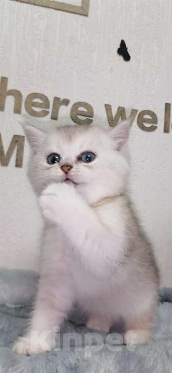 Кошки в Екатеринбурге: Шотландские котята шиншиллы  Мальчик, 27 000 руб. - фото 3