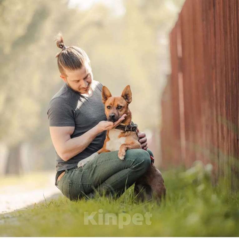 Собаки в Москве: Солнце в дом. Собака Арчи в добрые руки Мальчик, Бесплатно - фото 4