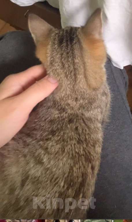 Кошки в Москве: Это Салинка! Чудесная нежная девочка! Девочка, Бесплатно - фото 3