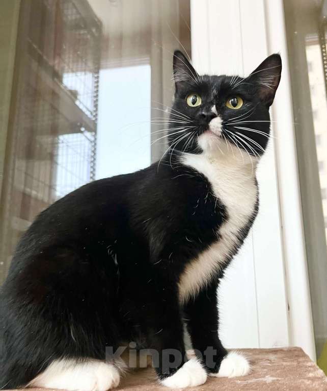 Кошки в Москве: В дар кошечка Манроша - нежность и ласка Девочка, Бесплатно - фото 4