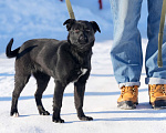 Собаки в Подольске: Щенок 5 месяцев Мишель в добрые руки  Девочка, Бесплатно - фото 2