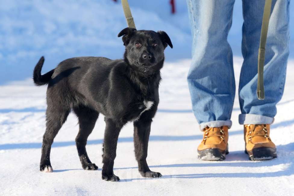 Собаки в Подольске: Щенок 5 месяцев Мишель в добрые руки  Девочка, Бесплатно - фото 2