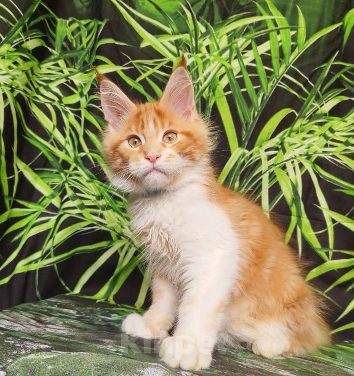 Кошки в Москве: Котёнок Мейн Кун Мальчик Мальчик, 65 000 руб. - фото 1