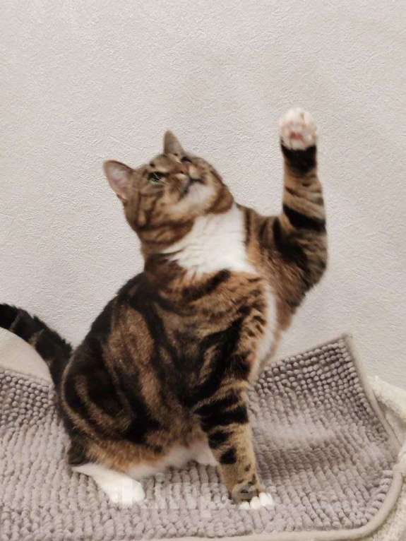 Кошки в Москве: Василиса: уютная булочка с мраморной шубкой ищет семью Девочка, Бесплатно - фото 2