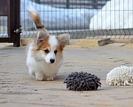 Собаки в Новосибирске: Щенок вельш корги пемброк Девочка, 50 000 руб. - фото 6