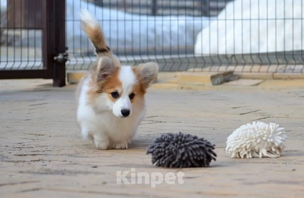 Собаки в Новосибирске: Щенок вельш корги пемброк Девочка, 50 000 руб. - фото 6