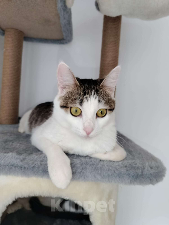 Кошки в Москве: Лапка. Лапочка. Лапушка. Девочка, Бесплатно - фото 5