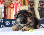 Собаки в Артеме: Озорные щенята Немецкой овчарки  Мальчик, 80 000 руб. - фото 5