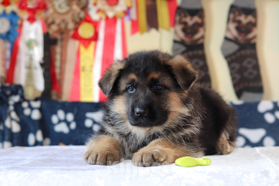 Собаки в Артеме: Озорные щенята Немецкой овчарки  Мальчик, 80 000 руб. - фото 5