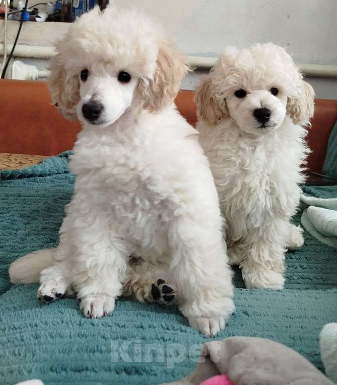 Собаки в Ставрополе: Той пудель Войс  Мальчик, 80 000 руб. - фото 3